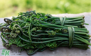 蕨菜能吃嗎？蕨菜可以吃嗎？