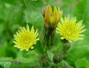 苦菜什么時(shí)候有？苦菜幾月份有？