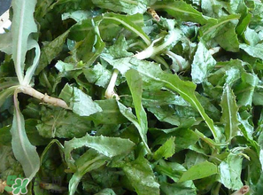 苦菜什么時(shí)候有？苦菜幾月份有？