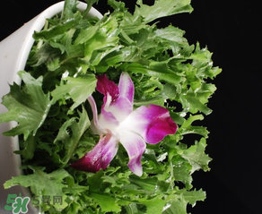 苦菜什么時(shí)候有？苦菜幾月份有？