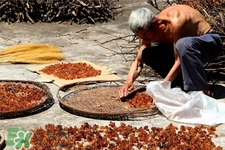 桃膠有農(nóng)藥嗎？怎么去除桃膠的農(nóng)藥？