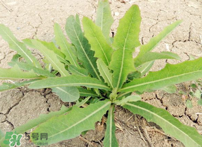苦菜什么人不能吃？什么體質(zhì)不宜吃苦菜？