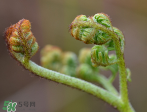 吃蕨菜會(huì)過敏嗎？皮膚過敏能吃蕨菜嗎？
