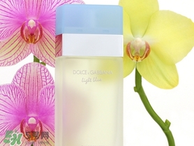 dolce gabanna香水哪款好聞？DG杜嘉班納香水推薦