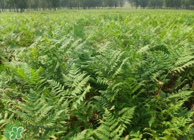 蕨菜可以種植嗎？蕨菜怎么種植？