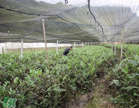 蕨菜可以種植嗎？蕨菜怎么種植？