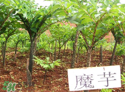 魔芋什么味道？怎么去除魔芋味道？
