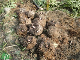 魔芋什么時(shí)候種植？魔芋怎么種植技術(shù)？