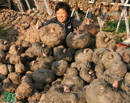魔芋什么時(shí)候種植？魔芋怎么種植技術(shù)？
