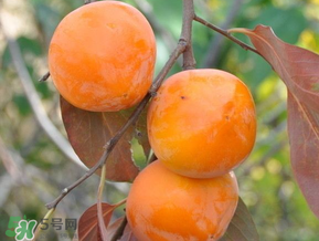柿子什么季節(jié)成熟？柿子什么時(shí)候吃最好？