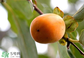 柿子為什么會澀？柿子怎么吃不澀？