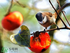 柿子為什么會黑？柿子為什么凍完發(fā)黑？