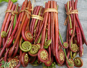 蕨菜是發(fā)物嗎？蕨菜是不是發(fā)物嗎？