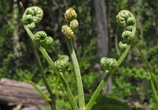 野生蕨菜多少錢(qián)一斤？蕨菜多少錢(qián)一斤？