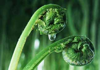吃蕨菜會(huì)過敏嗎？皮膚過敏能吃蕨菜嗎？