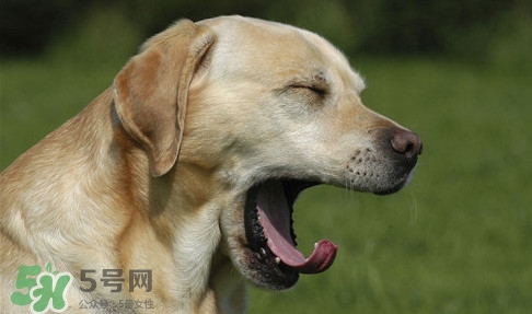 打哈欠會傳染嗎？打哈欠會不會傳染