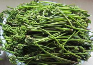 吃蕨菜有什么好處？吃蕨菜的好處