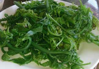 蕨菜是發(fā)物嗎？蕨菜是不是發(fā)物嗎？