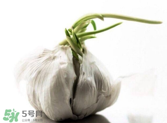 發(fā)芽的大蒜能吃嗎？發(fā)芽的大蒜能不能吃