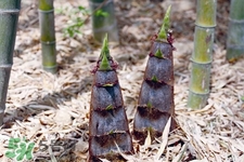 吃春筍對(duì)身體好嗎？吃春筍有什么好處？
