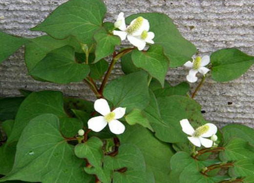蕺菜怎么念？蕺菜怎么讀