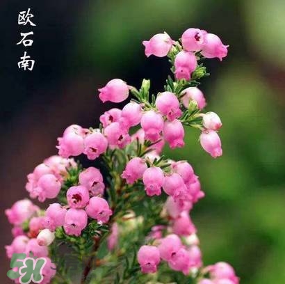 石楠花可以吃嗎？石楠花花語(yǔ)