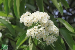 石楠花可以吃嗎？石楠花花語(yǔ)