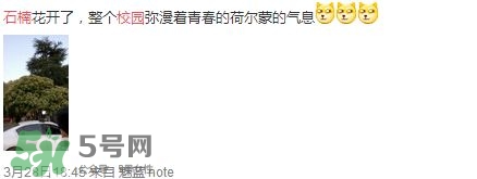 為什么學(xué)校要種石楠花？石楠花的味道為什么這么銷(xiāo)魂？