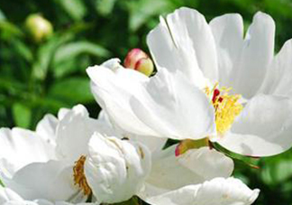 白芍可以美白嗎？白芍怎么美白？