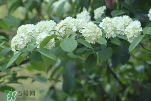 為什么學(xué)校要種石楠花？石楠花的味道為什么這么銷(xiāo)魂？