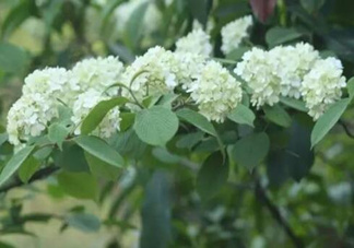 為什么學(xué)校要種石楠花？石楠花的味道為什么這么銷魂？