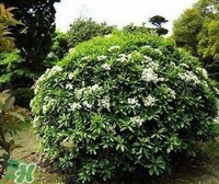 為什么學(xué)校要種石楠花？石楠花的味道為什么這么銷(xiāo)魂？
