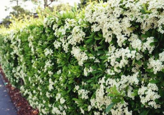 石楠花可以吃嗎？石楠花花語