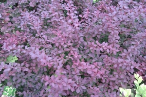 石楠花可以吃嗎？石楠花花語(yǔ)
