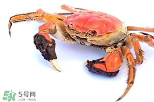 五月份可以吃螃蟹嗎？5月份可以吃螃蟹嗎？