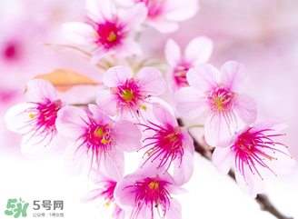 五月份還有櫻花嗎？日本5月份還有櫻花嗎？
