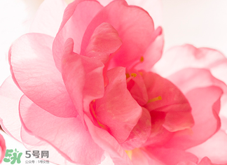 五月份還有櫻花嗎？日本5月份還有櫻花嗎？