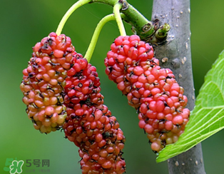 桑葚什么時候結(jié)果？桑葚幾年結(jié)果？