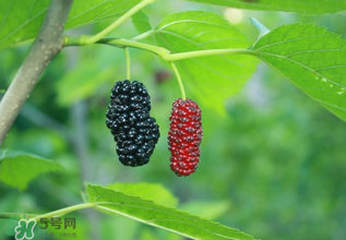 桑葚什么時候結(jié)果？桑葚幾年結(jié)果？
