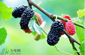 哪些人不能吃桑葚？桑葚什么人不能吃？