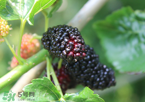 哪些人不能吃桑葚？桑葚什么人不能吃？