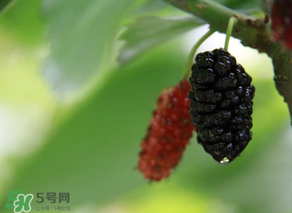 哪些人不能吃桑葚？桑葚什么人不能吃？