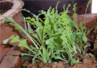 罌粟苗能當(dāng)菜吃嗎？罌粟苗可以當(dāng)菜吃嗎？