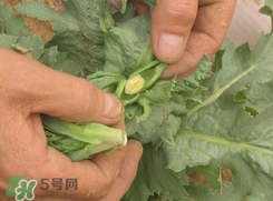大煙苗能吃嗎？大煙苗能生吃嗎？