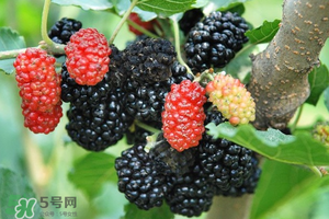 桑葚酸嗎？桑葚為什么酸？