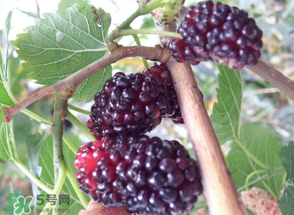 桑葚發(fā)霉了還能吃嗎？桑葚發(fā)霉了還能泡酒嗎？