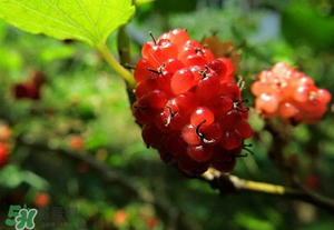 桑葚變紅了可以吃嗎？桑葚發(fā)紅可以吃嗎？