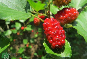 桑葚變紅了可以吃嗎？桑葚發(fā)紅可以吃嗎？
