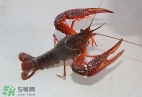 四月份能釣龍蝦嗎？4月份能釣龍蝦嗎？