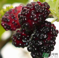 桑葚不甜怎么辦？桑葚不甜怎么變甜？